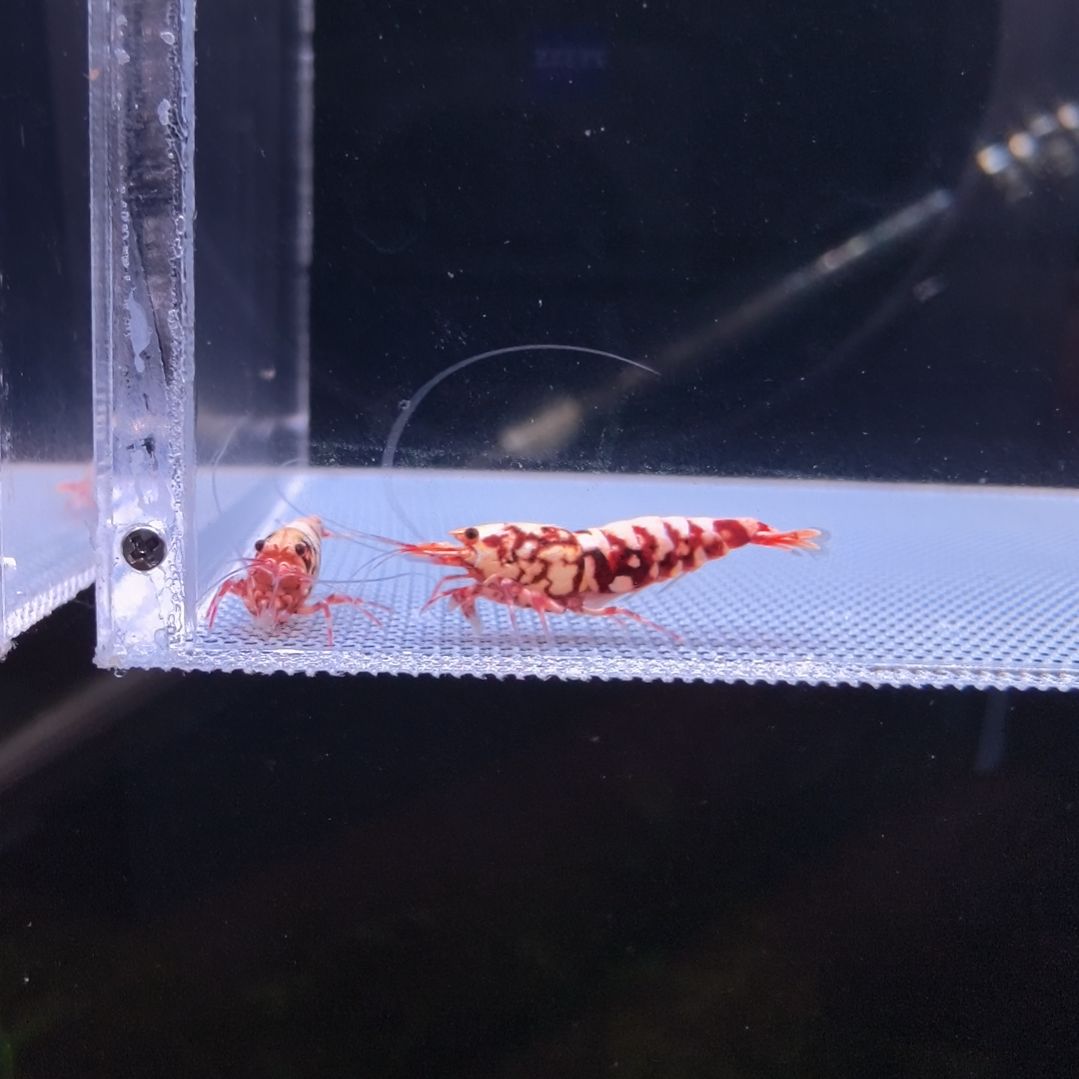 水晶虾一线红公2只