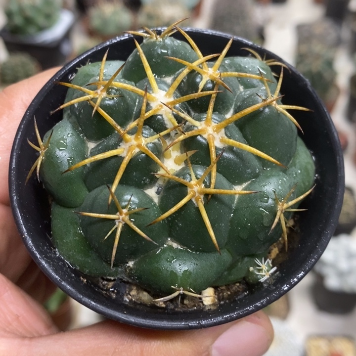 实生安宅象牙特价