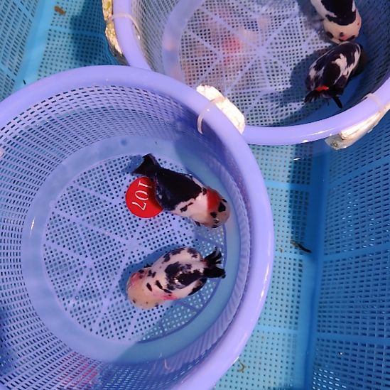 *****金鱼107兰寿两只特价顺丰包邮