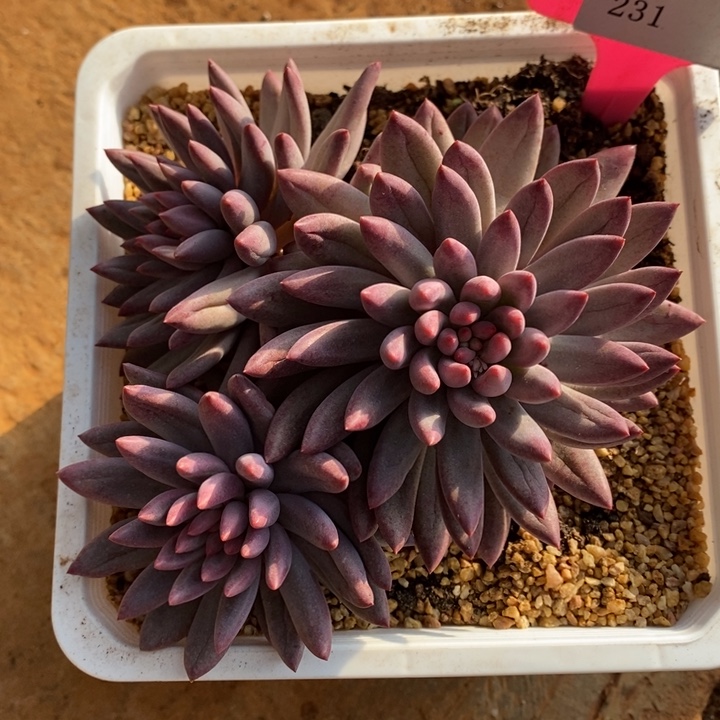 D231- 直播福利 虞美人