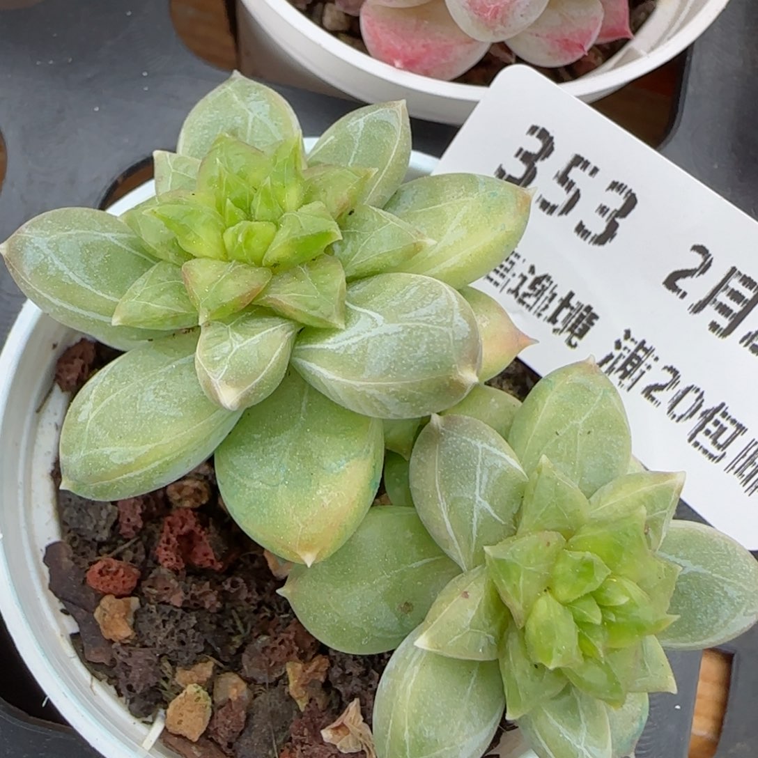 花语逸镜0226-353