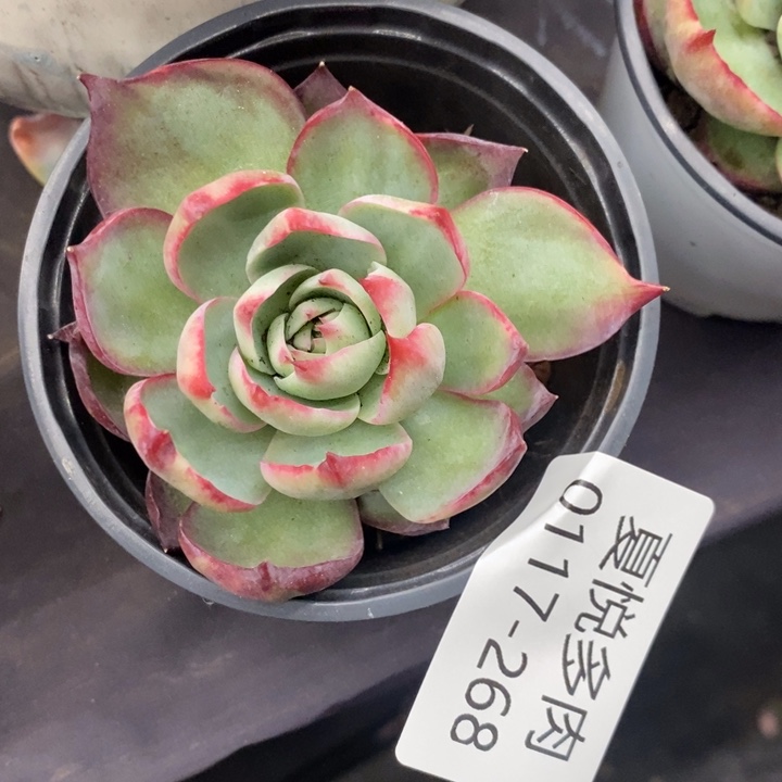 夏悦多肉0117-268惊鸿仙子