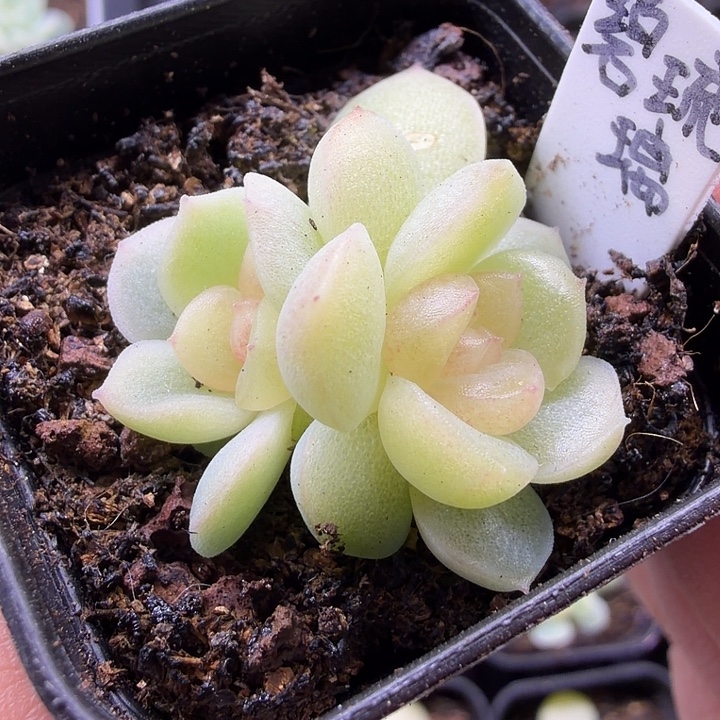 碧琉璃双头四公分盆口 