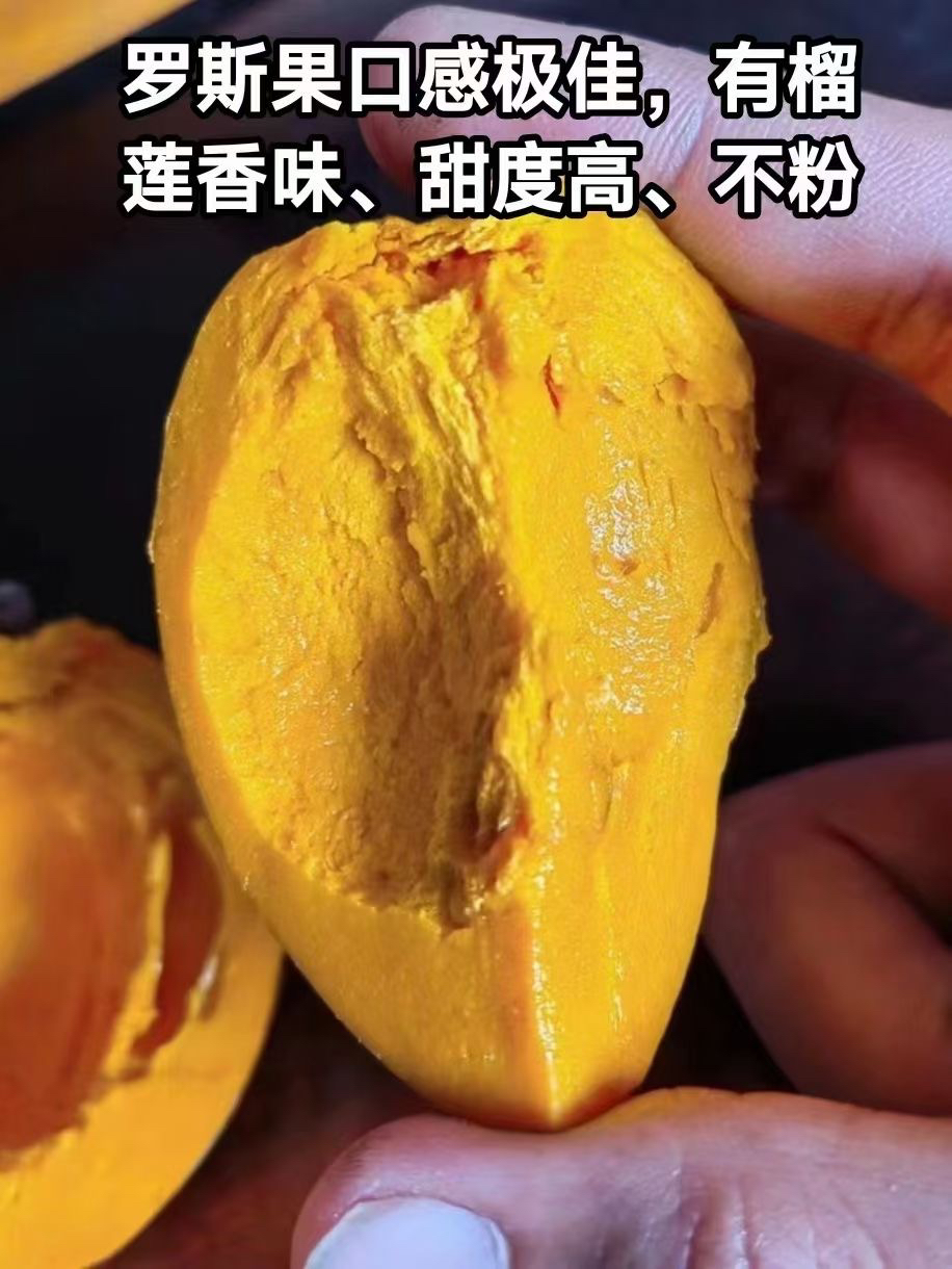 广东一物一拍早生四季AL罗斯果榴莲味丰产易管理