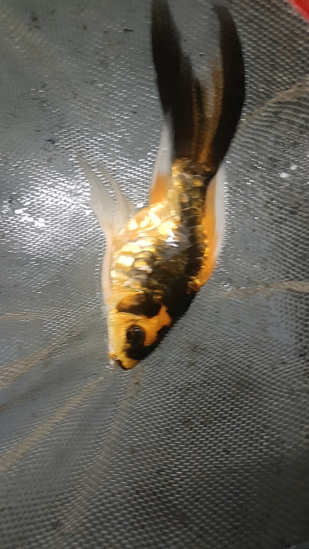 蝴蝶球体玛雅，  金黄6……8cm