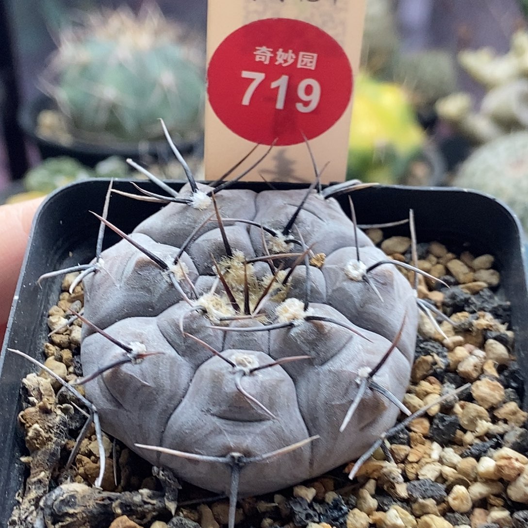 实生上腊黑刺铅皮4.4cm