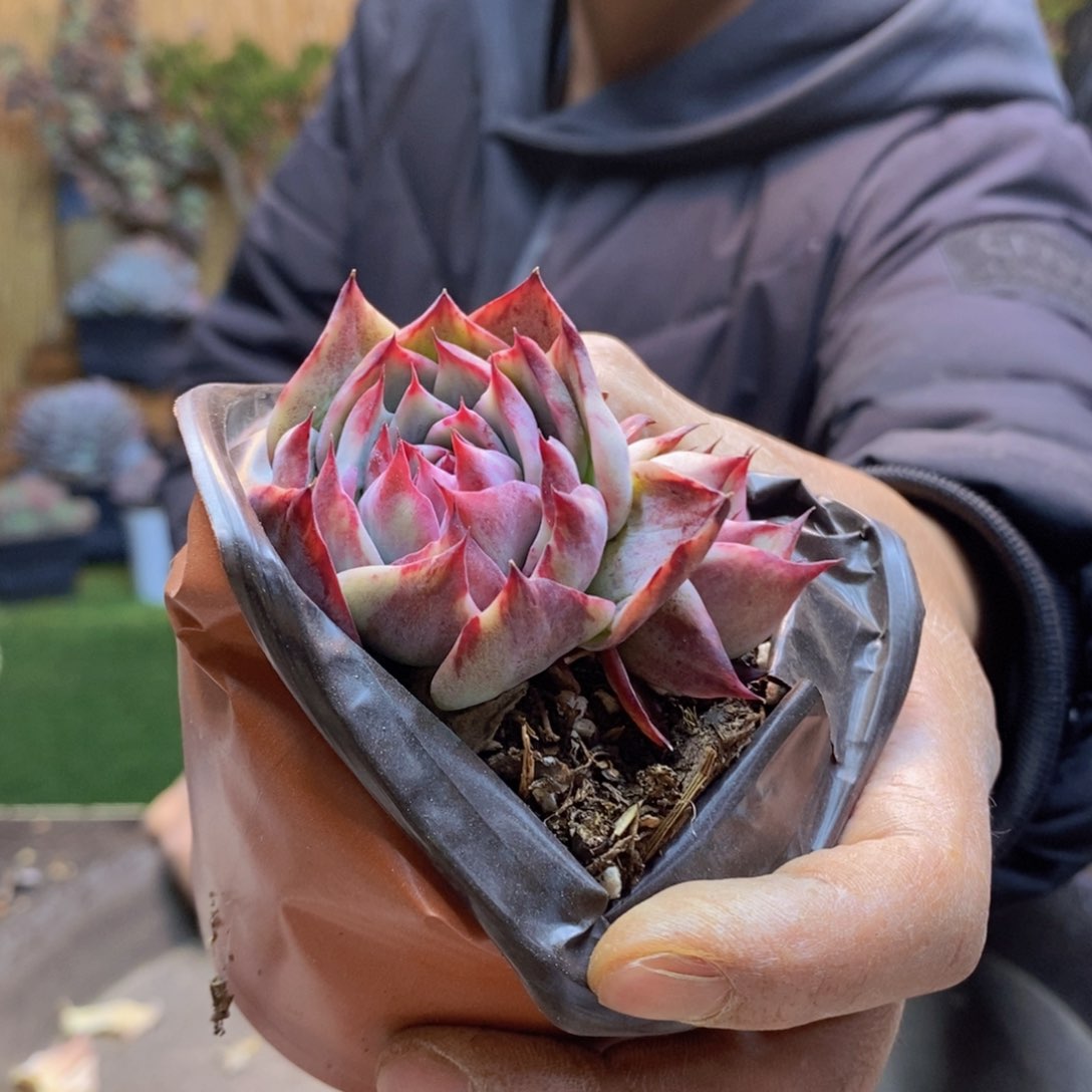 向*76 号惊鸿仙子