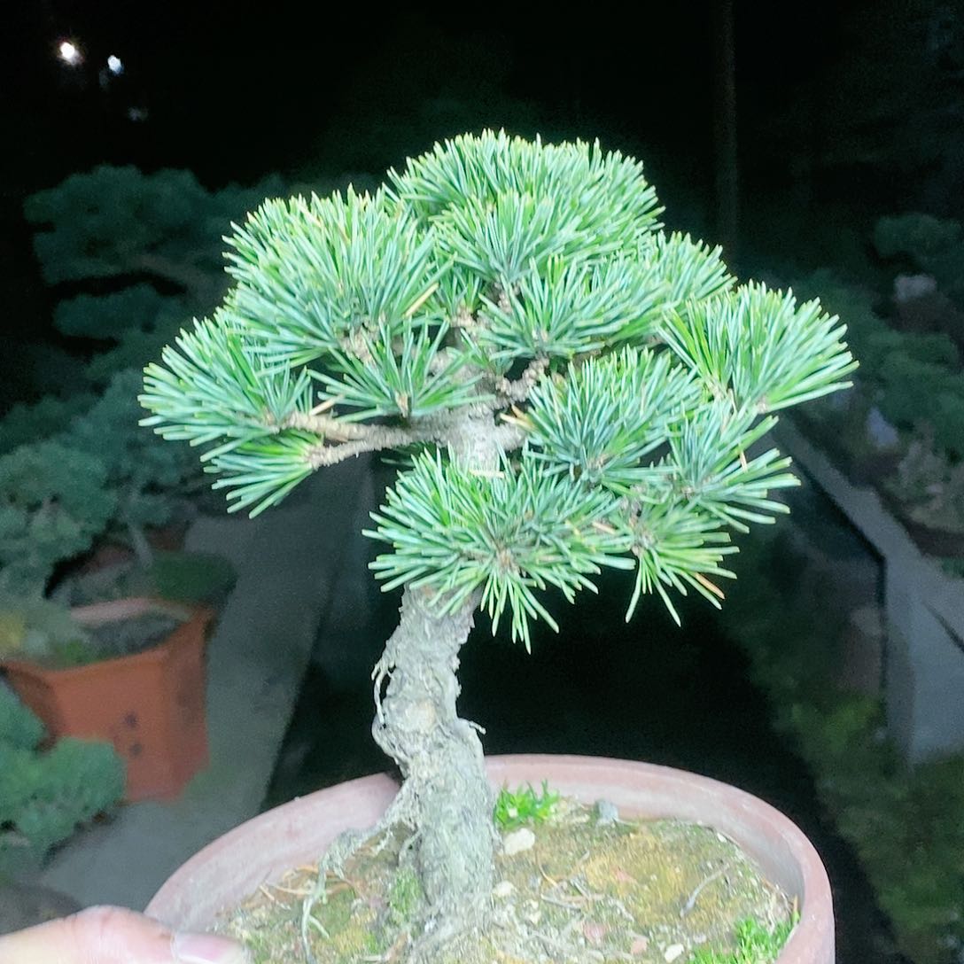 【闪购商品】无花朵