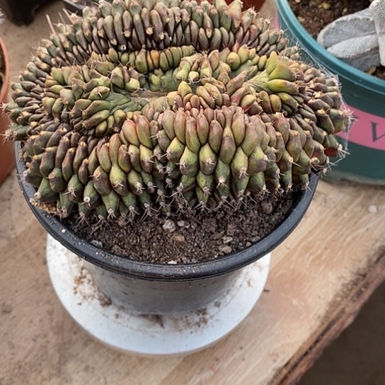 爆***巫一个翠晃冠仙人球