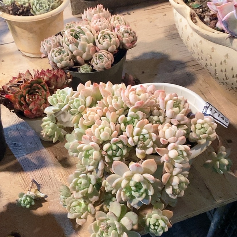 【闪购商品】桃酥17145