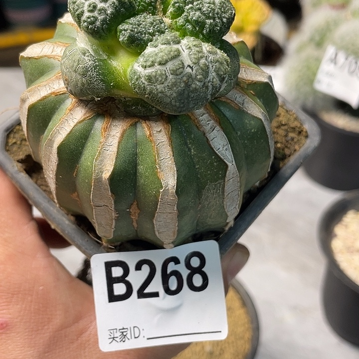 完全开放268连山一个