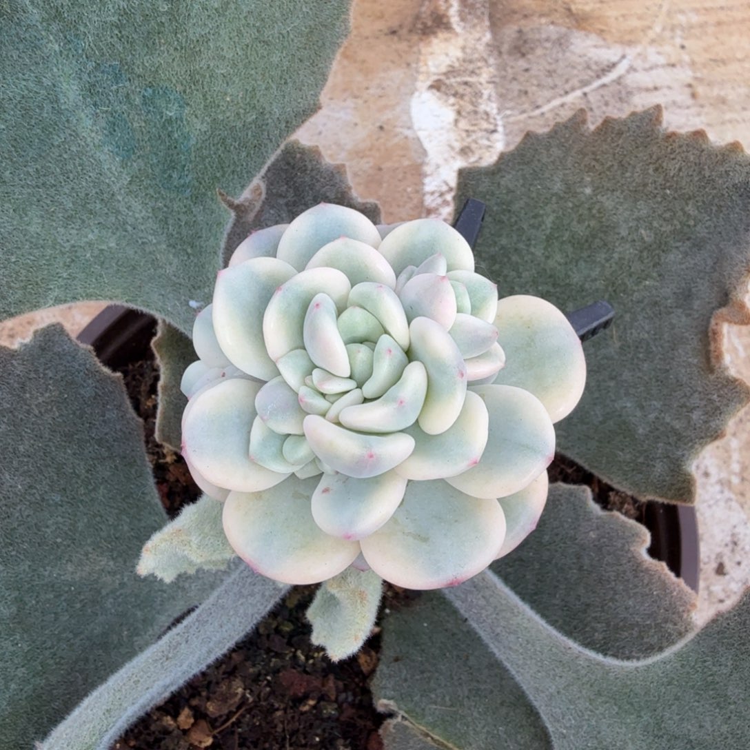 香水锦捧花无砍，多肉锦