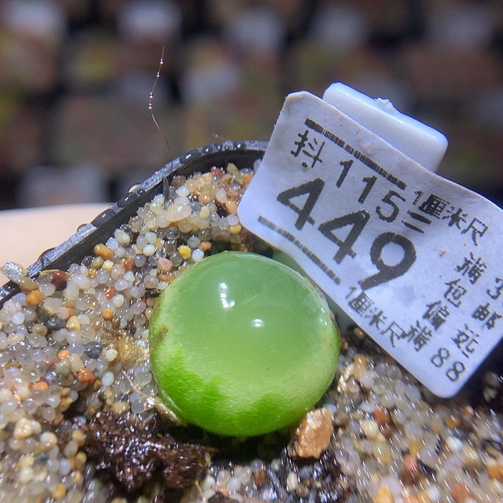 精品生石花115.449