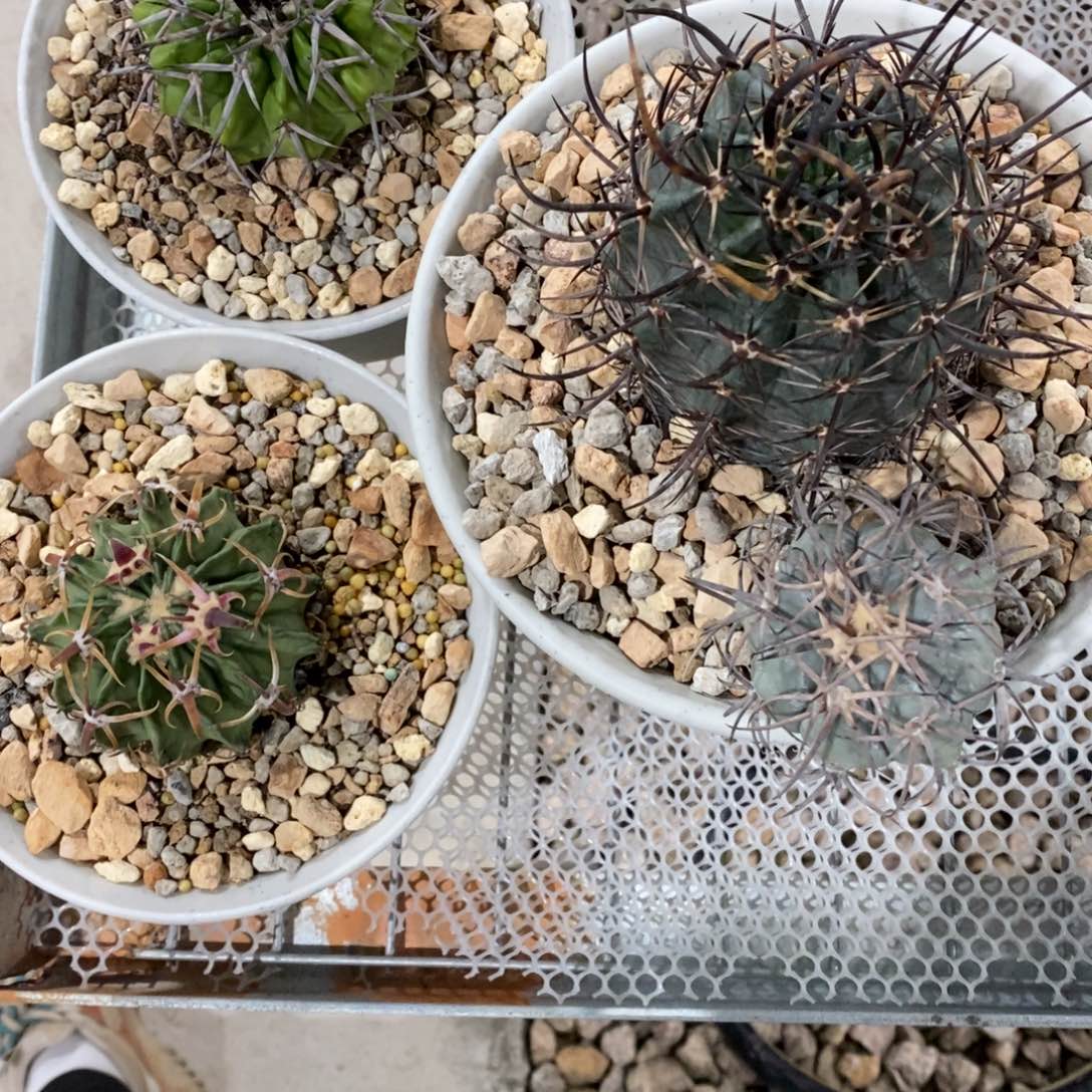 用****4仙人球精品套餐