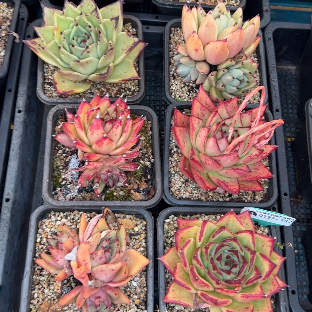 多肉一物一拍，0127-187