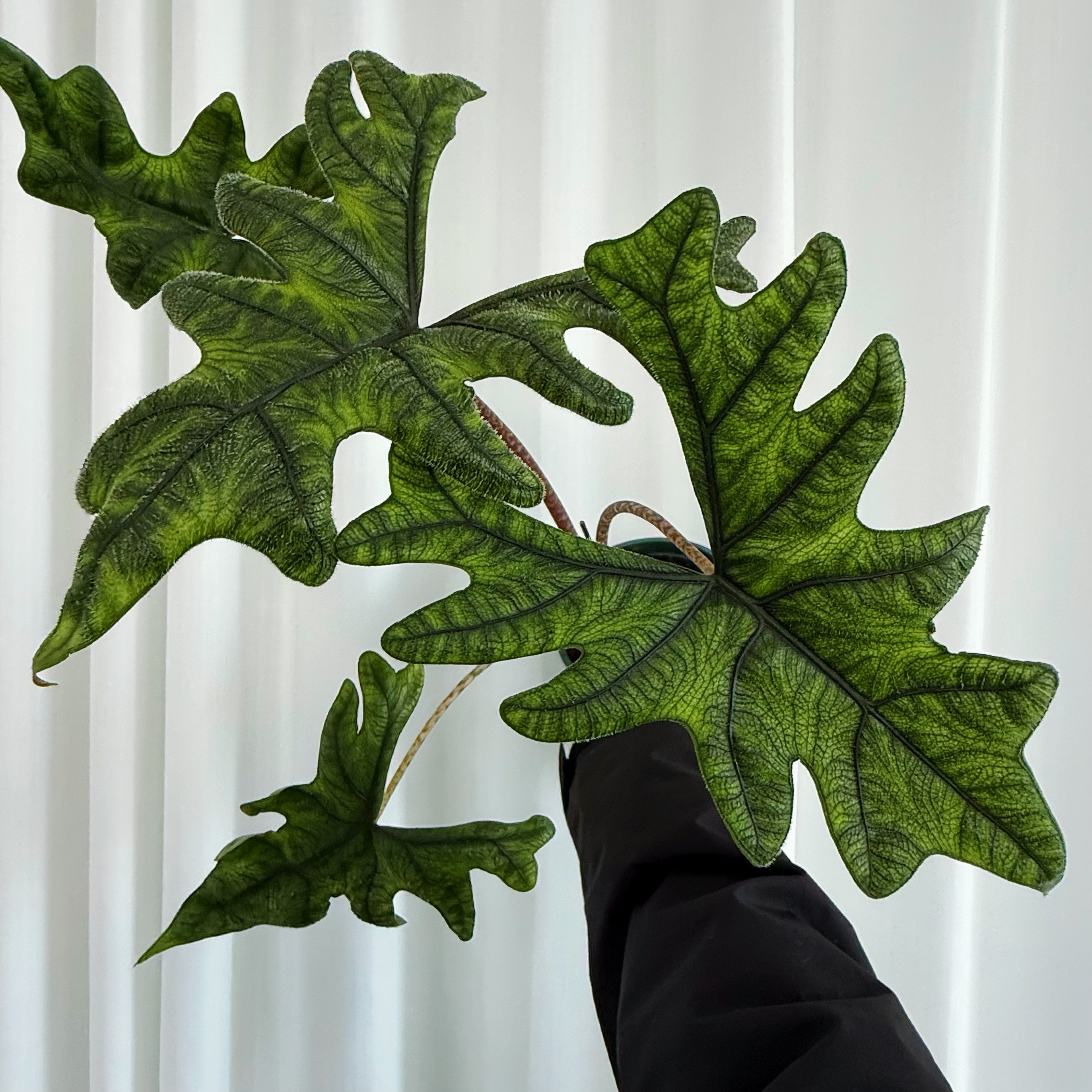 【有植依海芋】杰克琳海芋进口稀有氛围感观叶绿植盆栽适合阳台新手