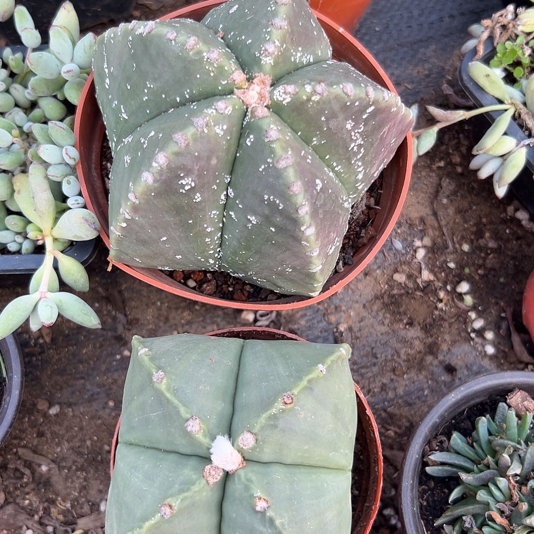 多肉植物两颗鸾凤玉