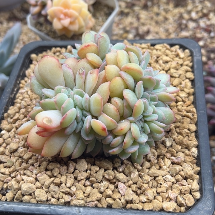 泡芙 sp 缀化 夏鸣园艺