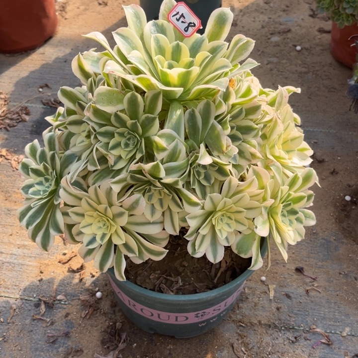 15-8绿豆沙有断肢处理不售后多肉