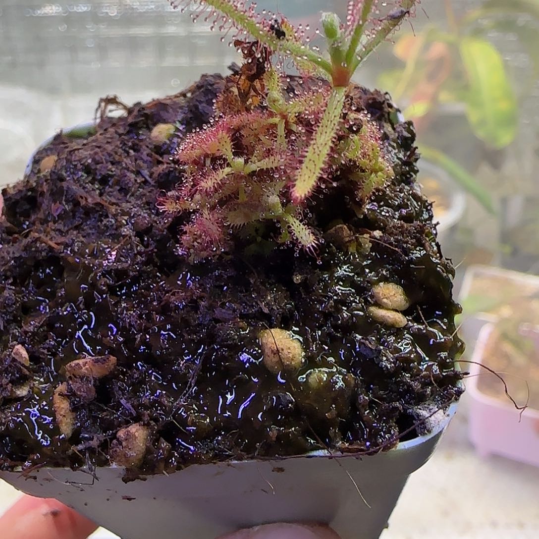 温***特无花朵专拍雄伟茅膏菜