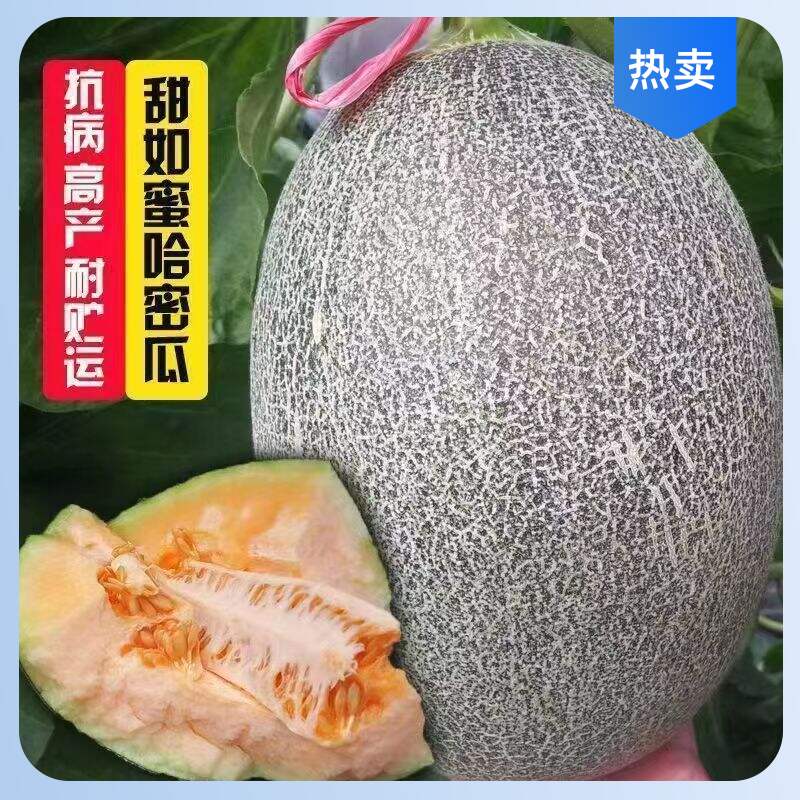 哈密瓜哈蜜瓜种子高产脆甜高糖庭院网纹四季播新疆种籽水果籽