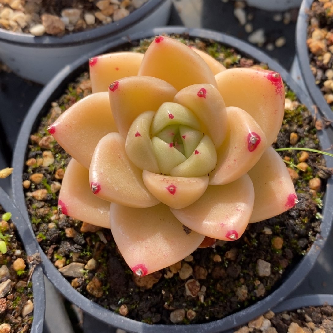 自助下单一物一拍多肉下滑有惊喜