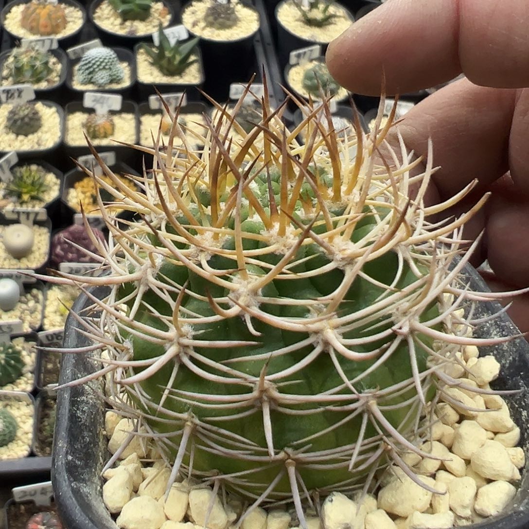 1001金刺逆豹丸实生仙人球