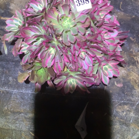 多肉植物女巫398