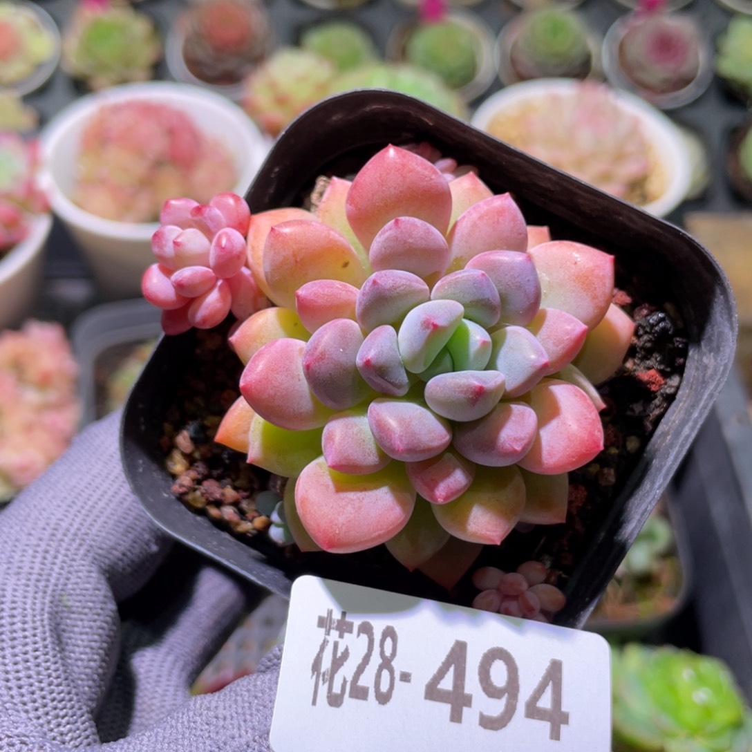 花利美28-494冰彤