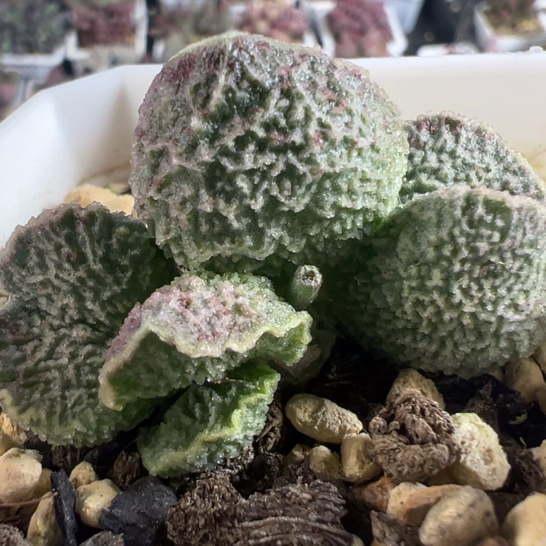 实生新品多肉植物水泡多肉植物