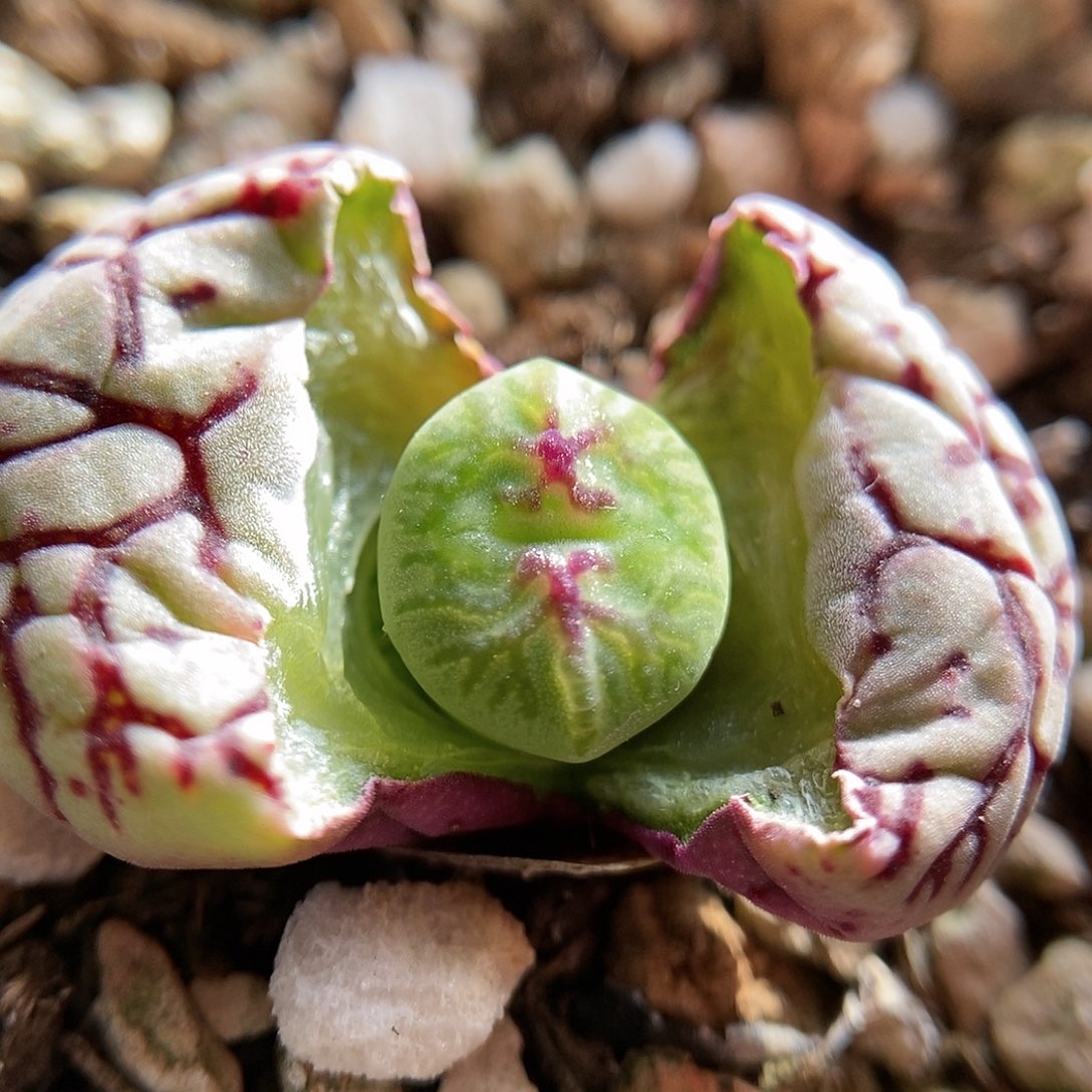 八重墨一颗母本分头三头