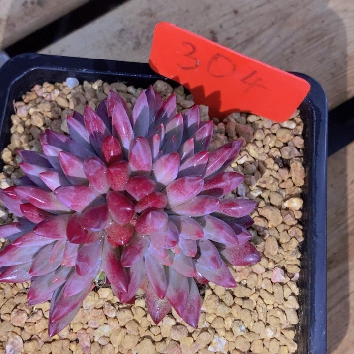 是的哦亲爱呢么是