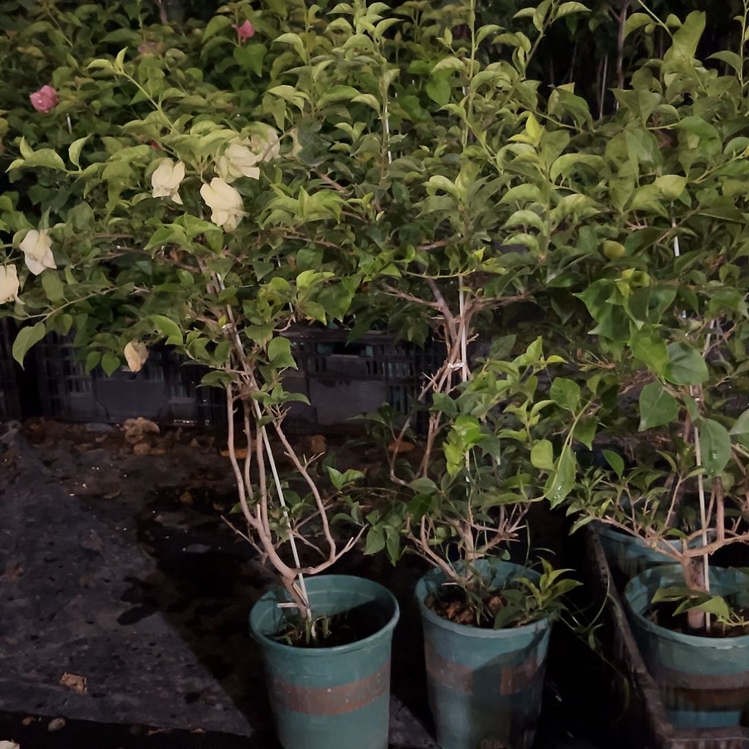 当前无花栽培后可以开花M73白雪公主带竹一颗