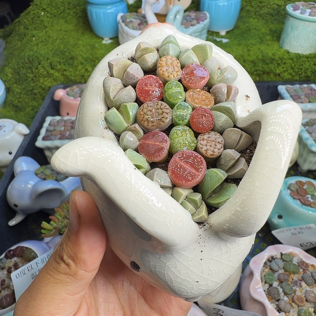 多肉植物福利冲706