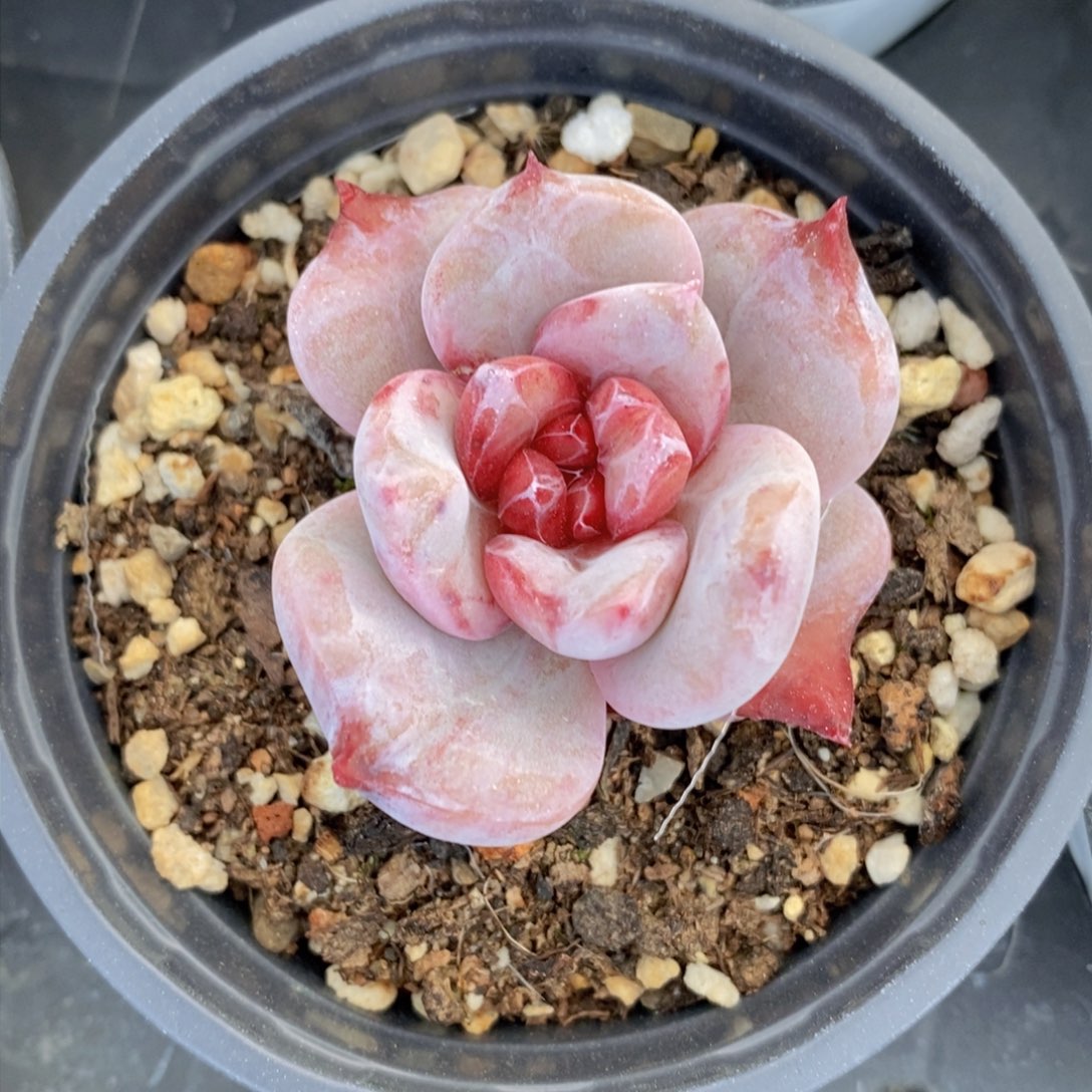 可以问主播品种，下滑链接更多品种多肉选择