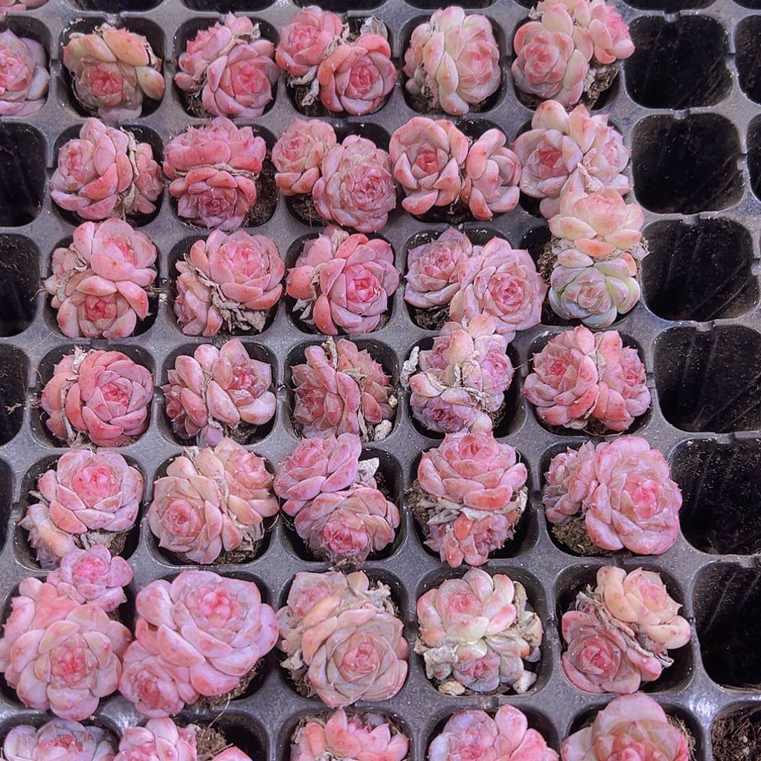 双头草莓果酱苗5个19包邮