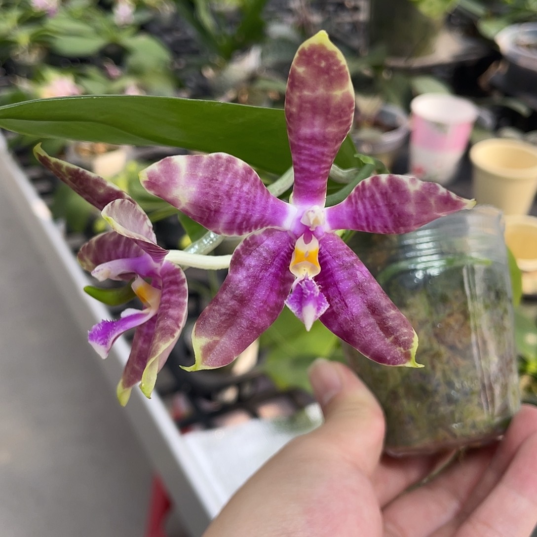 完全开放派大星 开花株 319号