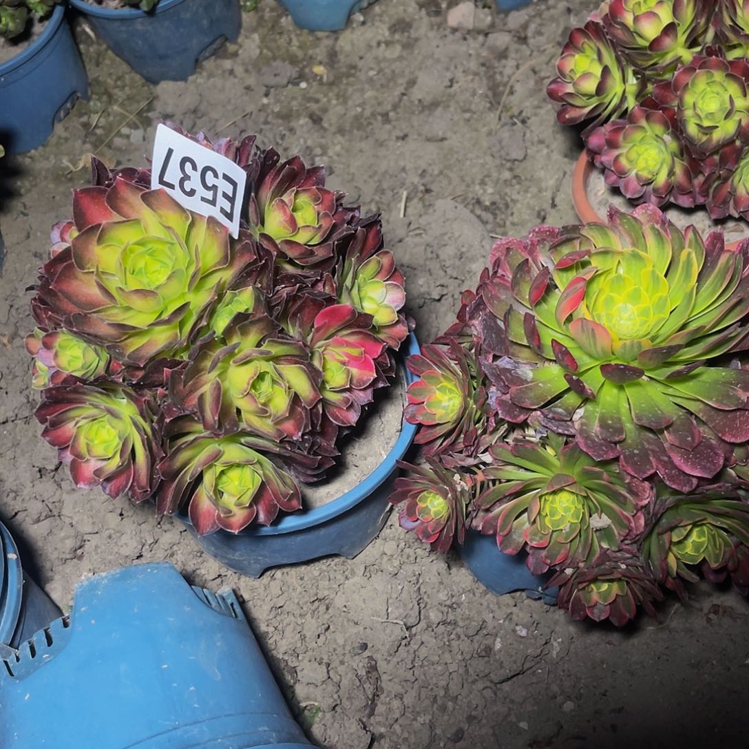 两盆法师13-0包邮法师