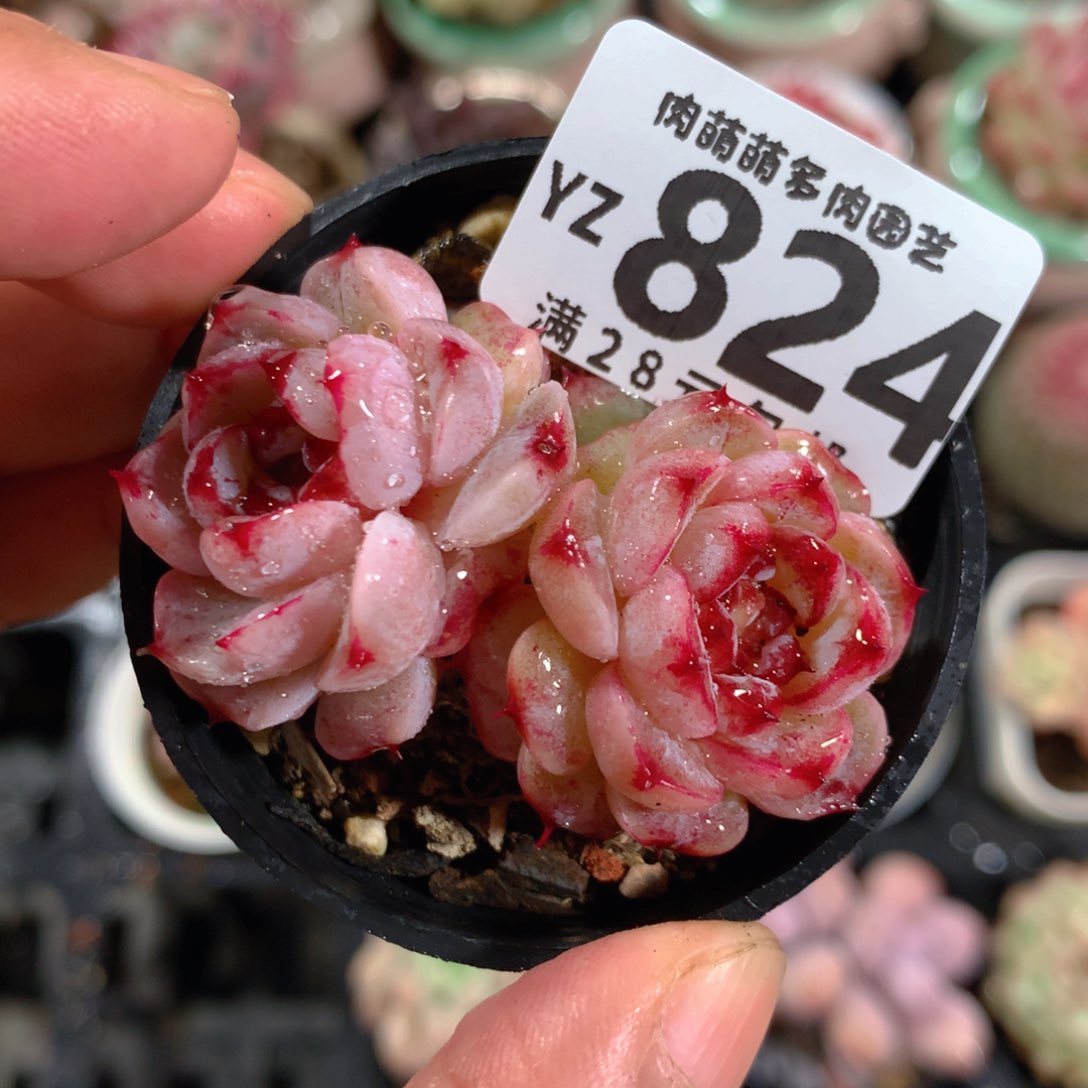 5CM拇指盆精控多肉YZ824