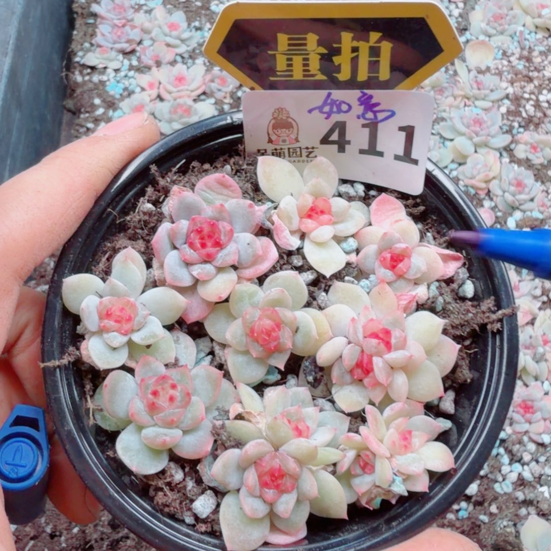 多肉植物多肉植物