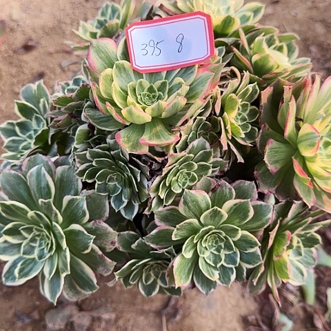 飞***多肉植物水蜜桃395