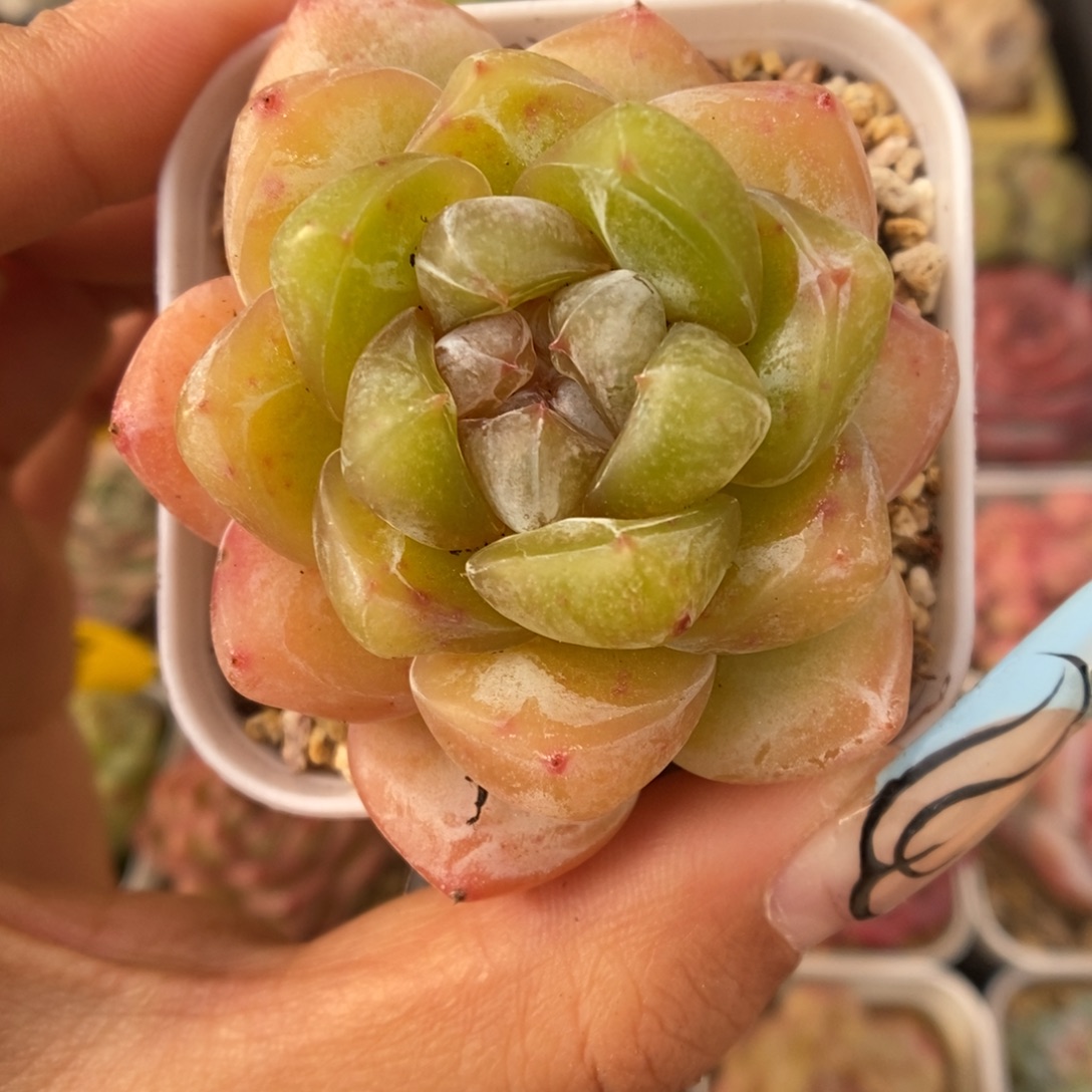 冰淇凌可拍724号。    