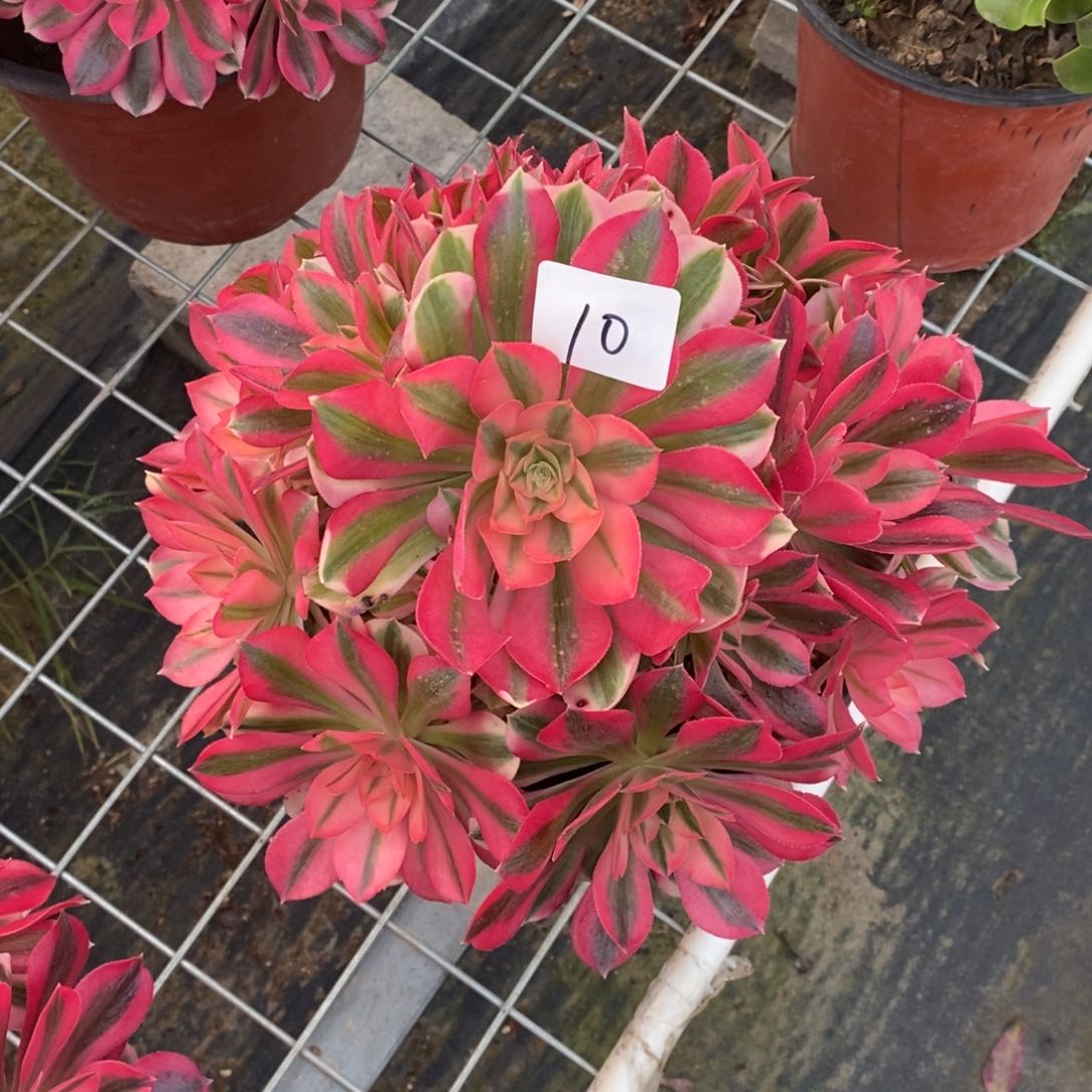 无花朵多肉植物组合拼盘10