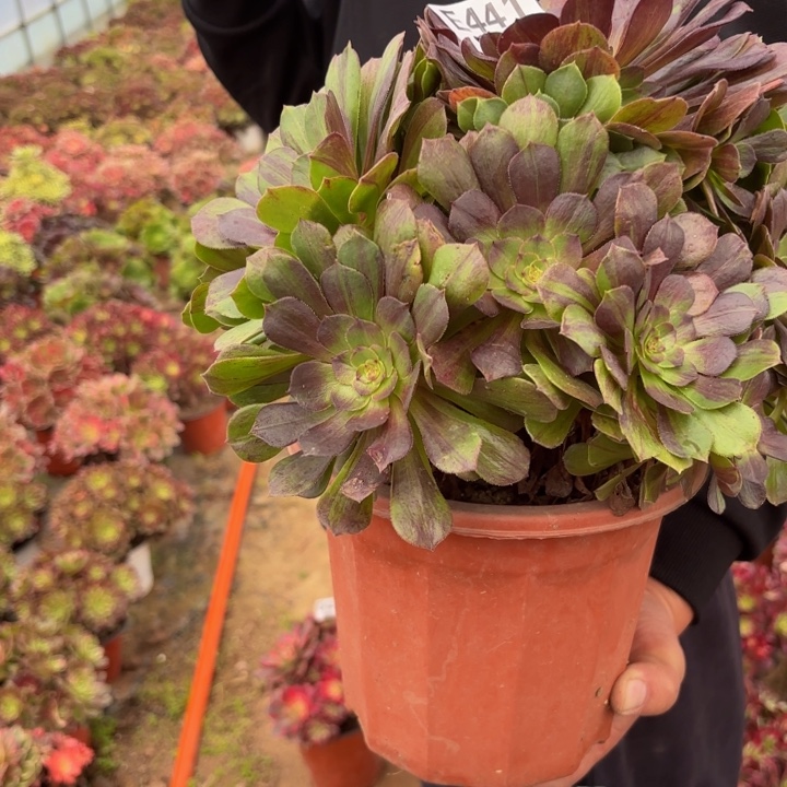 舫***瑞妈，，。。。。。。441花月夜，