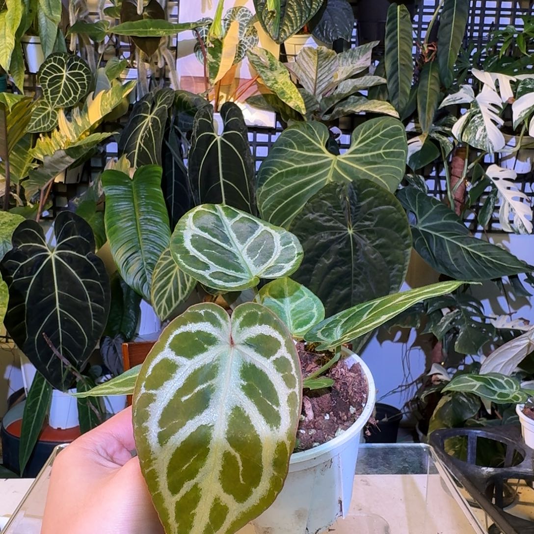 完全开放V40粉刷子杂撕裂纹