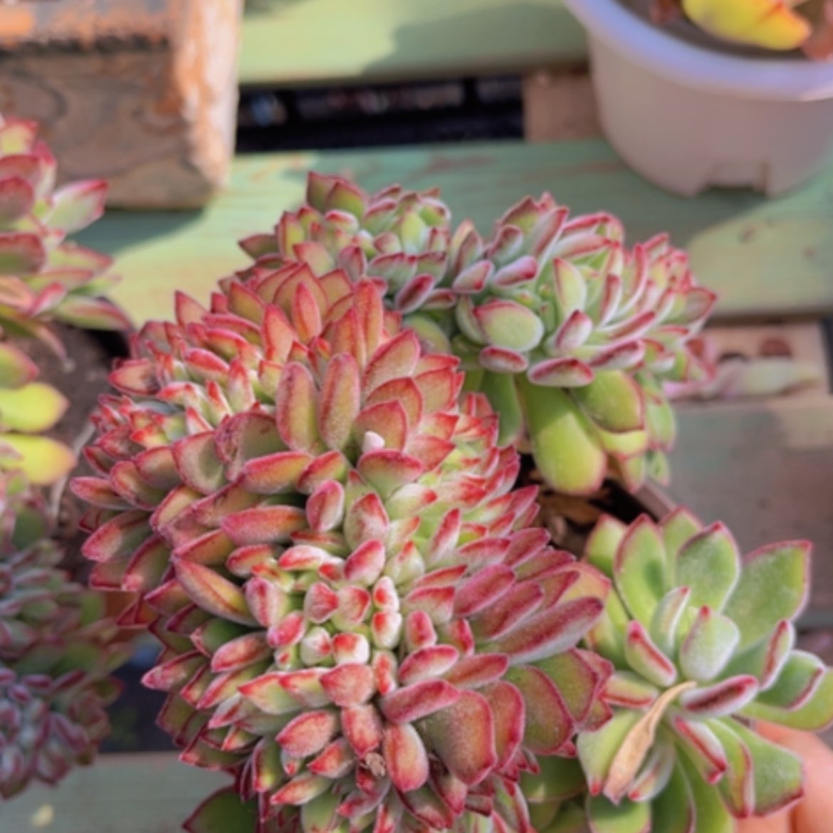 【闪购商品】红兔耳缀08118