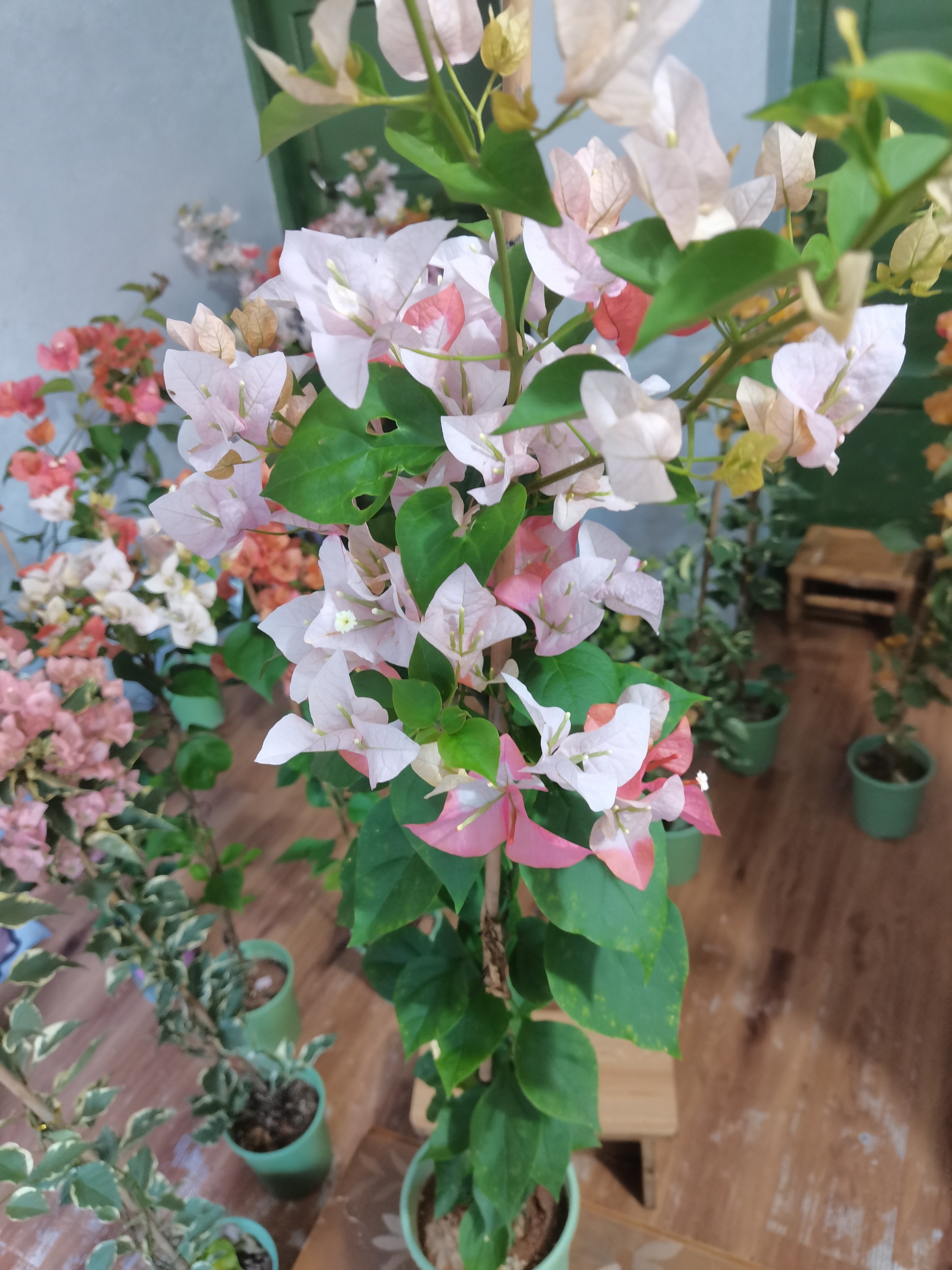 绿樱三角梅盆栽四季开花勤花爬藤阳台庭院种植好养易活耐热寒