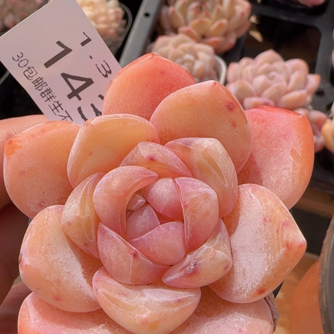 水晶鞋单头一颗脱土