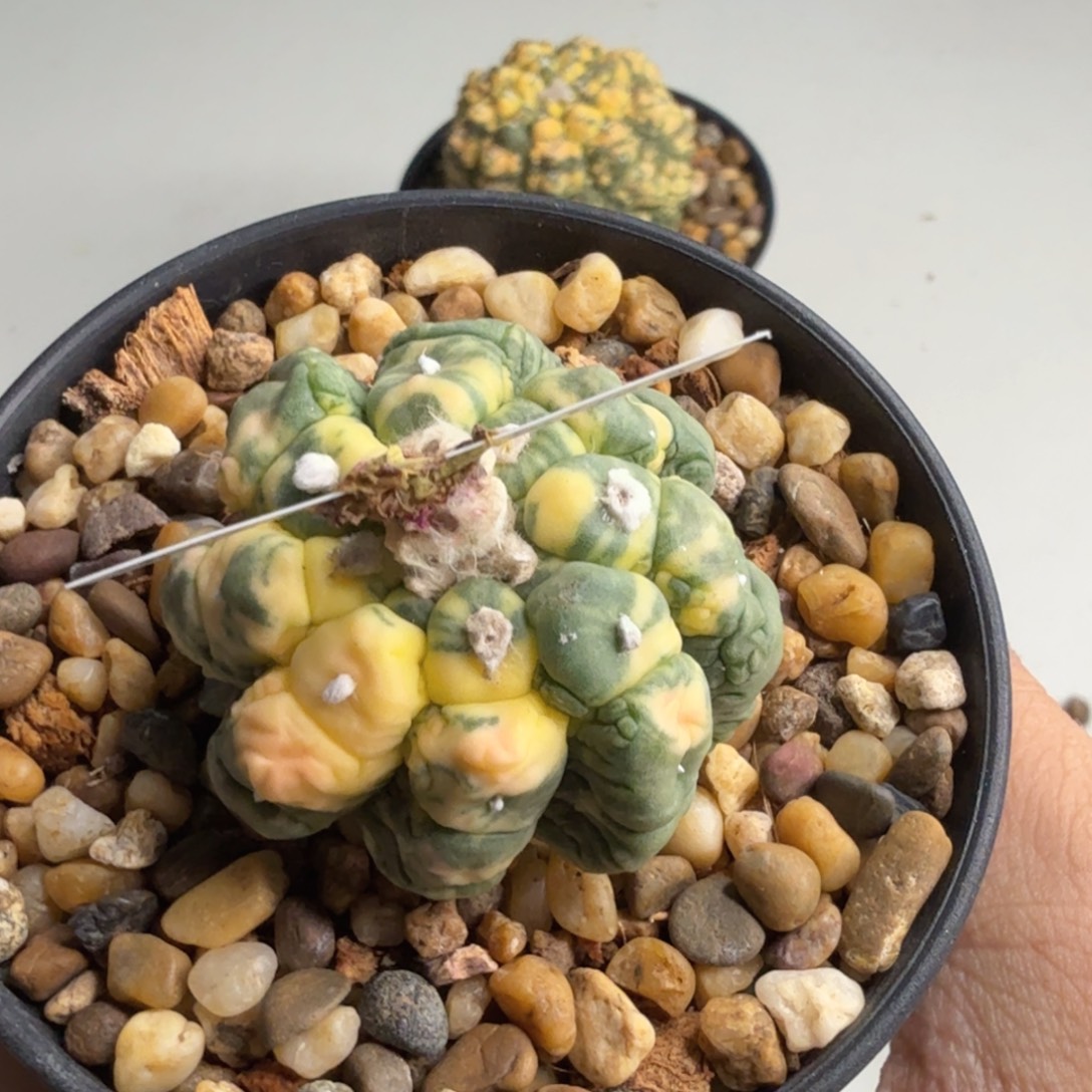 尘****无花朵尘悟空兜锦福利