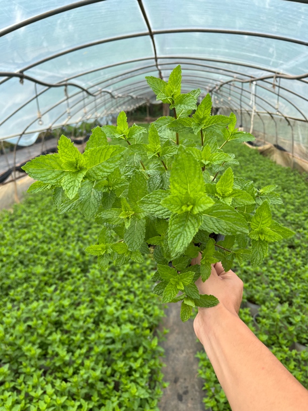 新鲜大盆薄荷盆栽室内驱蚊植物留兰香苗花卉绿植
